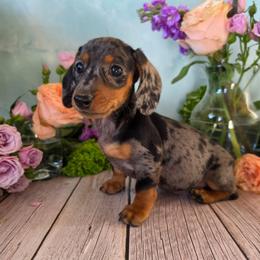 Trudi - Dapple female Dachshund puppy in Florence, Arizona from Doxie Town Az