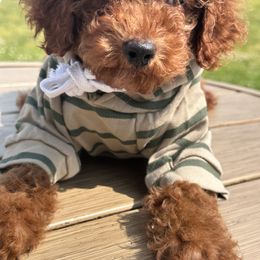 Poodle and Yorkshire Terrier All Grown Up from Margaret’s Little Yorkies