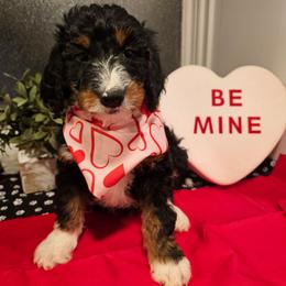 Orange collar - Tri-color male Bernedoodle puppy in Shelby, North Carolina from Forever Grateful Doodles