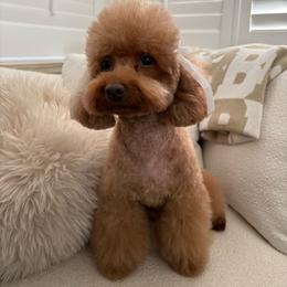Valentina Ginger Gomez - Poodle
