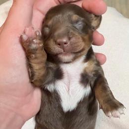 Singleton - Chocolate and tan male Dachshund puppy in Bremen, Georgia from Jones Royal Kennels / Jones Miniature Dachshunds
