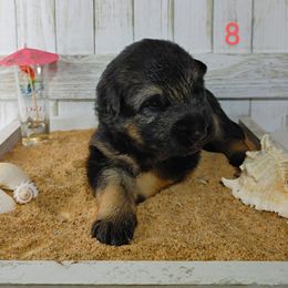 German Shepherd Puppies from Kindheitstraum Kennels
