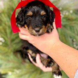 Girl 4 - Phantom female Bernedoodle puppy in Salt Lake County, Utah from Coco Avenue Pups