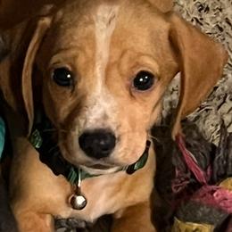 Boy 5 - Cream male Dachshund puppy in Saint Jo, Texas from Reeves Dashing-Hounds