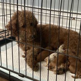 Boy 1 - Blenheim male Cavapoo puppy in Reading, Pennsylvania from The Mexican Clan...
