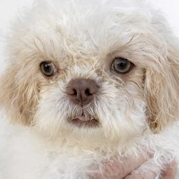 Drew - Cream and white male Shih Tzu puppy in Tallahassee, Florida from Bows and Bow Ties