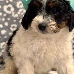 Molly - Tri-color female Bernedoodle puppy in Auburndale, Florida from Florida Mini Bernedoodles