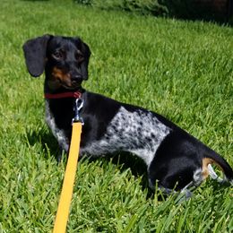 Eris - Dachshund