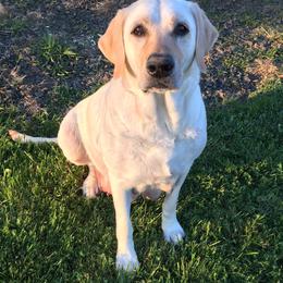 Labrador Retrievers from Sweet as Honey Farms