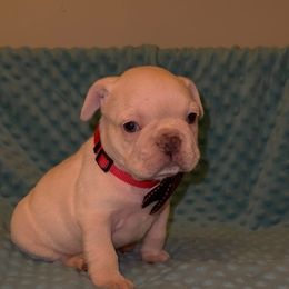 French Bulldog Puppies from J & S French Bulldogs