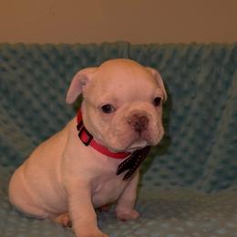 French Bulldog Puppies from J & S French Bulldogs
