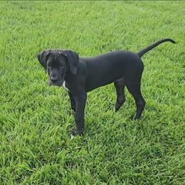 Ellie - Black female Great Dane puppy in Walker, Louisiana from La Rebel Danes