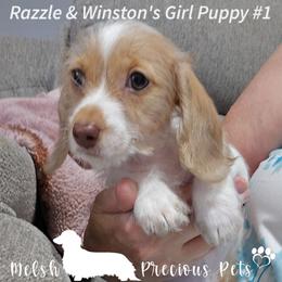 Puppy 1 - Dapple female Dachshund puppy in Anamosa, Iowa from Melsh Precious Pets