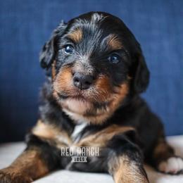 Cavapoos, Goldendoodles, and Poodles from Red Ranch Dogs
