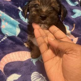 Homer - Black and tan male Yorkshire Terrier puppy in Gastonia, North Carolina from Precious pups dynasty kennel