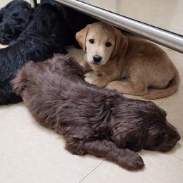 Double Doodle Puppies from Rock Creek Doodles