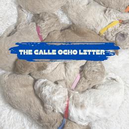Goldendoodle puppies from Kalidoodlee