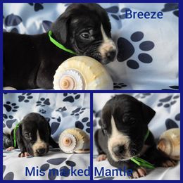 Boy 6 - Great Dane puppy in Gonzales, Louisiana from Anstatt House Of Danes
