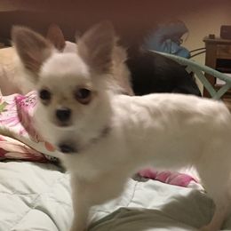 Charlie - Chihuahua