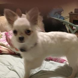 Charlie - Chihuahua