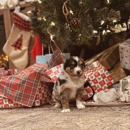 Sookie - Blue merle female Australian Shepherd puppy in Uvalda, Georgia from Happy Ours Australian Shepherds