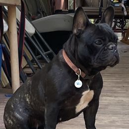 Zuzu - French Bulldog
