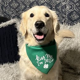 Golden Retrievers from Halcyon Kennels