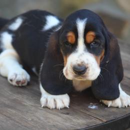 Male 2 - Black brown and white male Basset Hound puppy in Georgia from Huff's Hounds
