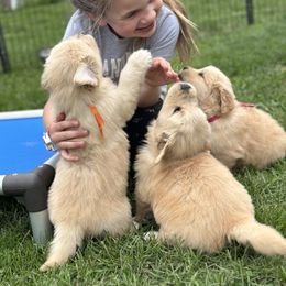 Golden Retriever puppies from Wildmour K9