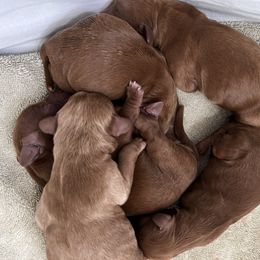 Australian Labradoodle Puppies from Sundance Labradoodles