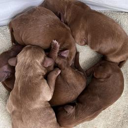Australian Labradoodle Puppies from Sundance Labradoodles
