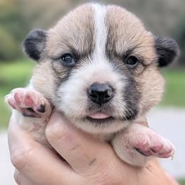 Rose - Red female Pembroke Welsh Corgi puppy in Mount Vernon, Ohio from Rose Water Corgis in Ohio