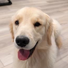 Sugar - Golden Retriever