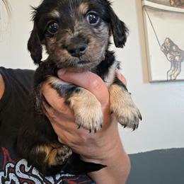Ross - Dapple male Dachshund puppy in El Paso, Texas from Mells Weenies