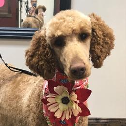 Ginger - Poodle