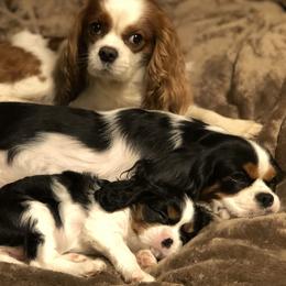 Cavalier King Charles Spaniel puppies from Kalama Cavaliers