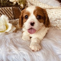 Cavalier King Charles Spaniel Puppies from Sunset Valley Cavaliers
