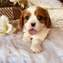 Cavalier King Charles Spaniel Puppies from Sunset Valley Cavaliers
