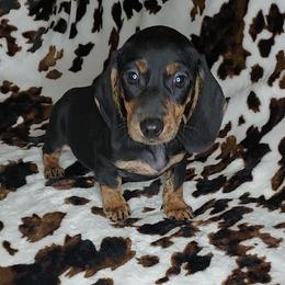 RIP - Black and tan male Dachshund puppy in Swink, Oklahoma from Palali Farm