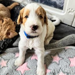 Chance - Red male Bernedoodle puppy in Henrico, Virginia from Paws 4 Doodles, LLC