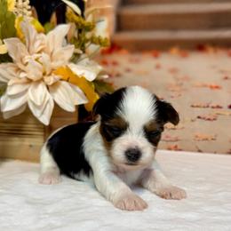 Teddy 3900 - Black tan and white male Biewer Terrier puppy in Nicholls, Georgia from Southeast Biewers