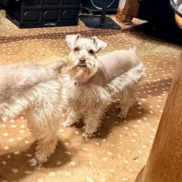 Rebel - Miniature Schnauzer