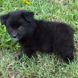 Woody - Black tri male Miniature Australian Shepherd puppy in Patterson, North Carolina from DreamLine Aussies