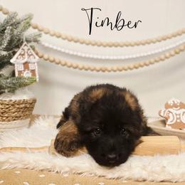 Timber - Sable male German Shepherd puppy in Tippecanoe, Indiana from Mächtiger Barkerheim