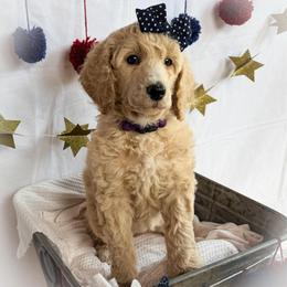 Thea - Cream female Poodle puppy in Detroit Lakes, Minnesota from Pickerel Pups