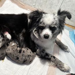Miniature Australian Shepherd and Toy Australian Shepherd Puppies from Cherry Grove Kennel