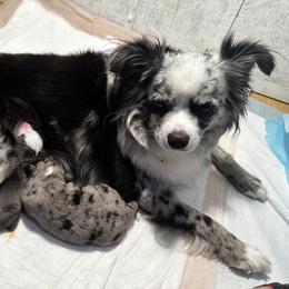 Miniature Australian Shepherd and Toy Australian Shepherd Puppies from Cherry Grove Kennel
