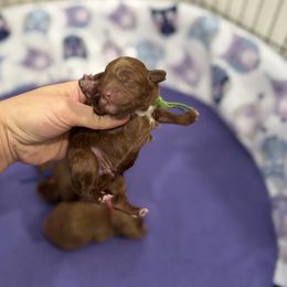 Boy 2 - Red male Cavapoo puppy in Herriman, Utah from Gypsi Doodles & Poodles LLC.