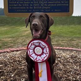 Nelli - German Shorthaired Pointer