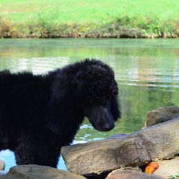 Poodle Puppies from D and D Standard Poodles
